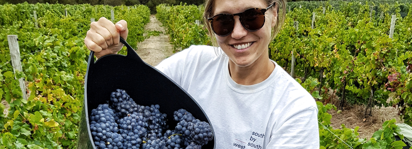A woman shows harvested grapes from South by South West vineyard